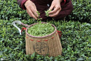小產區茶 優勢、挑戰與科學發展路徑