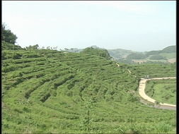 品味自然精華，探尋茶葉種植基地與農副產品銷售之旅