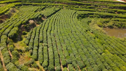 英山云霧茶榮獲國家地標(biāo)產(chǎn)品保護示范區(qū)授牌，助推茶葉產(chǎn)業(yè)高質(zhì)量發(fā)展