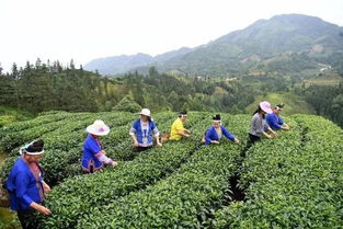 三江扶貧隊員 侗歌傳唱新生活，農副產品暢銷路