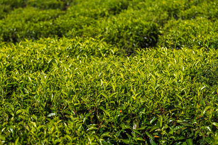 綠茶種植園 自然饋贈，匠心臻品