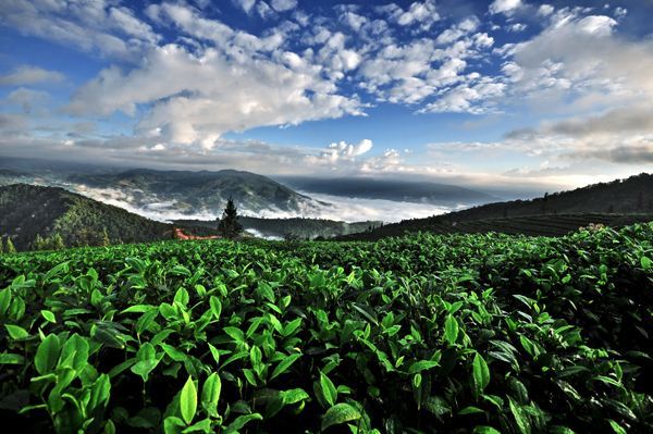 古樹茶 vs 臺地茶 一杯茶背后的生態、風味與市場選擇