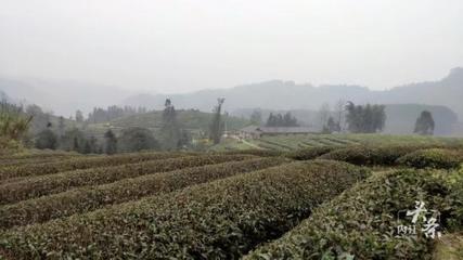 內江威遠萬畝茶園吐新芽 茶農采茶迎豐收，農副產品銷售新篇章