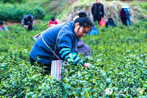 河南光山 綠葉子變“金葉子”，茶葉種植鋪就致富路