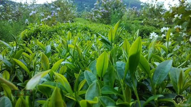 清遠擎畫茶業藍圖 英德紅茶劍指“中國紅茶第一品牌”，百萬畝產區蓄勢待發