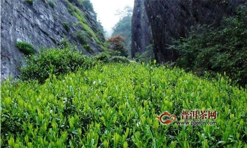 武夷烏龍茶種 高山幽谷間的芬芳奧秘