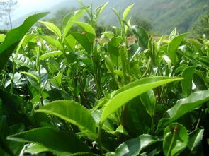 從茶園到茶杯 茶葉種植與農副產品銷售的可持續發展之路