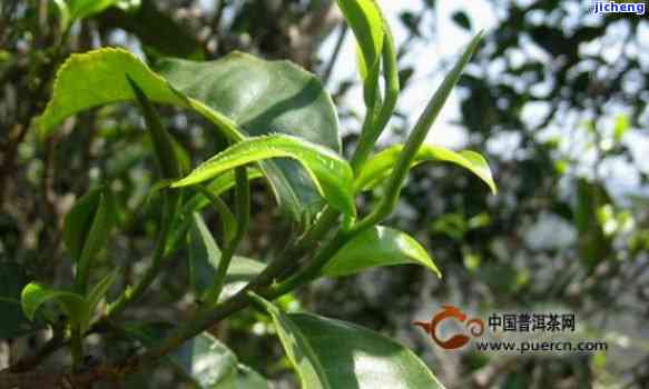 云南普洱茶名山中小葉茶的種植地與特色分析